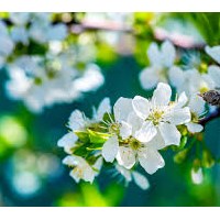 Портфолио mrfloristwembley