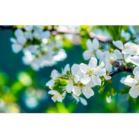 Mr Florist Wembley: Mr Florist Wembley